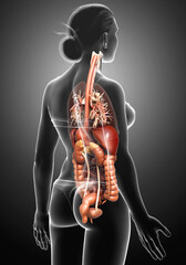 3d rendered medically accurate illustration of Female Digestive System  and heart