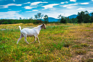 Obraz na płótnie Canvas goat on the meadow
