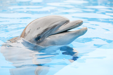 Dolphin.