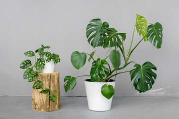 Monstera deliciosa and Monstera Monkey Mask in a white pots stands on a grey background. The concept of minimalism. Tropical leaves background. Stylish and minimalistic urban jungle interior.