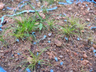 Enjoy this beautiful image of grass and pebbles around