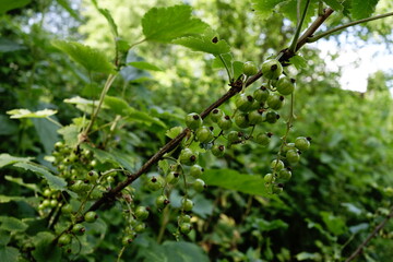 Green currant berries on a ribes bush ready to ripen in June