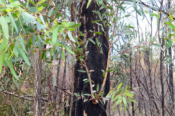 A blackened eucalyptus trees recovering from bushfire damage in the Warrumbungle Ranges, Australia