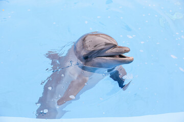 Fototapeta premium Dolphin.