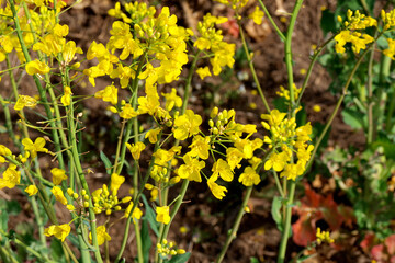 Rape flowers
