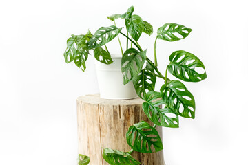Beautiful Monstera flower in a white pot stands on a wooden stump on a white background. The concept of minimalism. Monstera Monkey Mask or Monstera obliqua in pot. urban jungle interior.