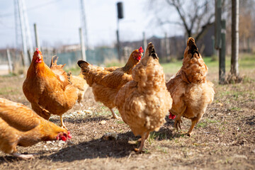 A group of chickens is found on the grass in the village. Chickens eat worms and corn from the grass.