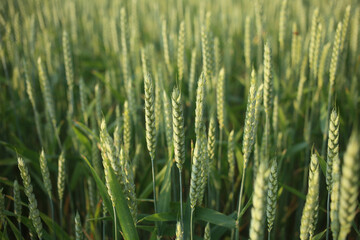 Green spikelets of wheat in the evening sunlight.