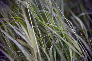grass on the edge of the field after the rain