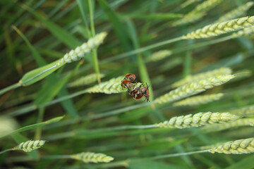 The mating season in small May beetles, which are in large numbers on top of a wheat spikelet, is in a wheat field.