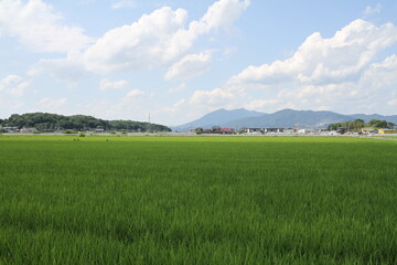 Obraz premium Japanese Rice Farm and a Mountain on a Sunny Summer Day