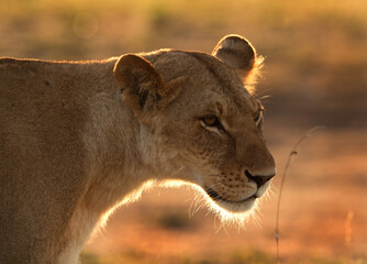 Lioness in the morning with rim light, Masai Mara