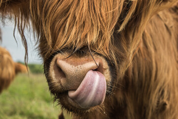 Highland Cow licking nose