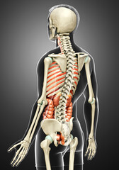 3d rendered medically accurate illustration of male  Internal organs and skeleton system