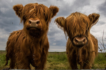 Two Highland Cows - obrazy, fototapety, plakaty