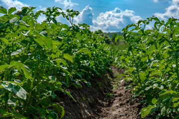Fototapeta na wymiar Rows of tall and dense bushes of potatoes in the garden against a blue sky with clouds.