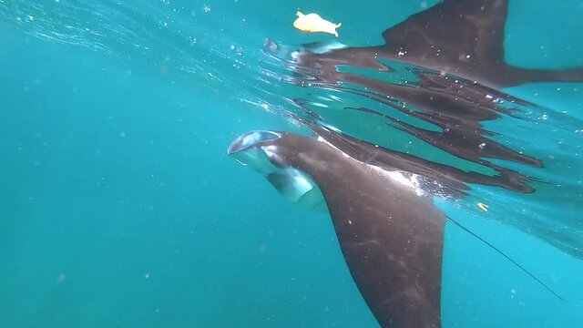 Stingrays underwater, Batoidea swim underwater, shooting stingrays underwater