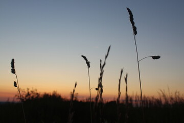 Obraz premium reeds at sunset