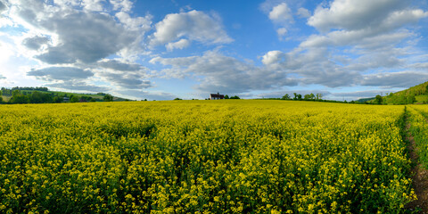 Obraz premium St Hubert's Church, Idsworth with spring fields of rapeseed, Hampshire, UK