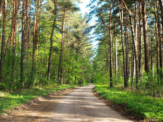 Forest road 2