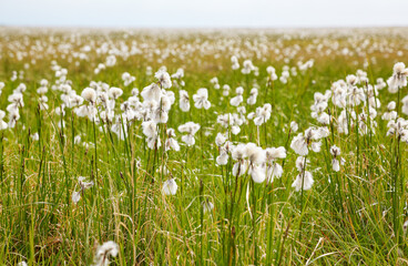 Cotton grass tundra