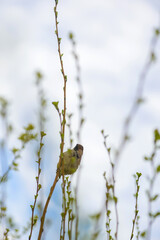 Sparrow perched on top of a branch