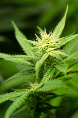 Close Up of Bud on Gelato Medical Marijuana or Hemp Plant 1 Month into Flowering Phase