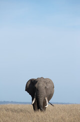 African tusker walking in Savannah, Masai Mara © Dr Ajay Kumar Singh