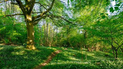 Wild garlic in the woods near Privett in the South Downs National Park, Hampshire, UK