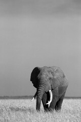Naklejka premium African tusker in Savannah, Masai Mara