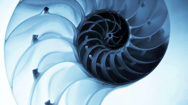 Close up of a split nautilus shell