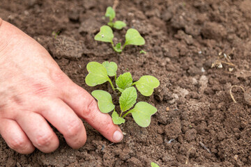 Radish seedlings. Garden work. Take care of radish seedlings
