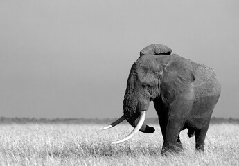 Naklejka premium Closeup of a African elephant in Savannah, Masai Mara