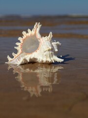 A large shell on a sandy beach, on the edge of the water. focus on the shell. sunny day