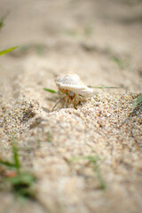 Tiny hermit crab on beach in Koh Lanta, Thailand
