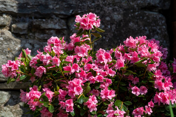 beautiful azaleas in a garden
