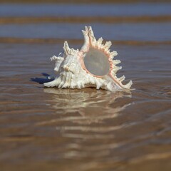 Obraz na płótnie Canvas A large shell on a sandy beach, on the edge of the water. focus on the shell. sunny day