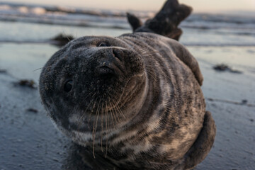 Obraz premium Grey Seal close-up on the beach, looking at camera
