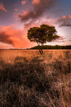 Wierdense veld Dutch Landscape