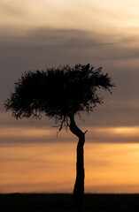 Fototapeta na wymiar A Eagle perched on a typical Masai Mara tree during sunrise