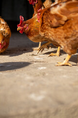 Close-up on the head of a chicken looking for food in a chicken coop. It is a beautiful sunny day on a farm.