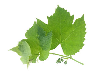 Branch of grape vine isolated on a white background