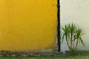 White and yellow wall of a rural construction with an isolated succulent plant (Pesaro, Italy, Europe)