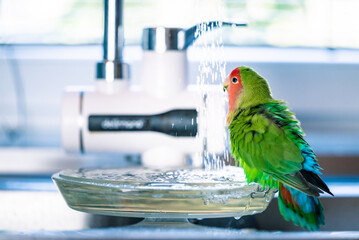 The green-red parrot bathes in the water, the fountain in the house