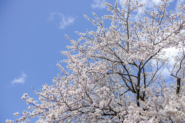 Obraz premium 桜
