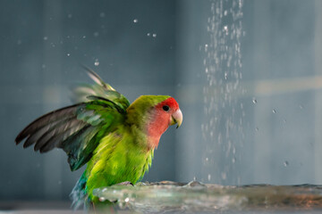 The green-red parrot bathes in the water, the fountain in the house