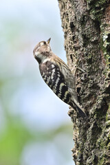 Japanese pygmy woodpecker