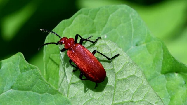 Close Up movie Red-headed Cardinal Beetle on a leaf. His Latin name is Pyrochroa serraticornis.