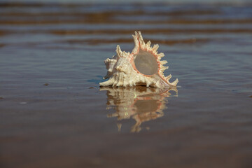 A large shell on a sandy beach, on the edge of the water. focus on the shell. sunny day	