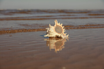 A large shell on a sandy beach, on the edge of the water. focus on the shell. sunny day	